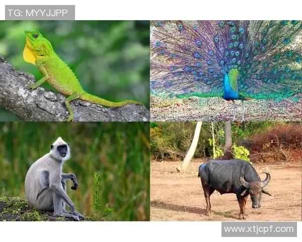 古代足球明星小鸡的传奇故事与影响力探秘 古代足球明星小鸡的传奇故事与影响力探秘